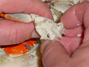 Peeling Crabs