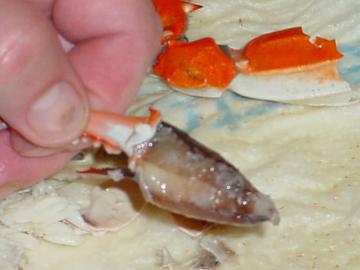Peeling Crabs